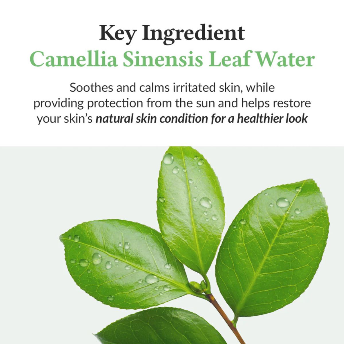 Green Tea Fresh Sunscreen 45mL