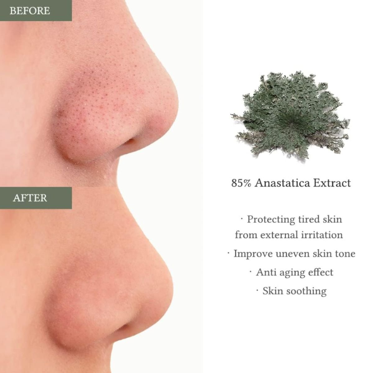 Anastatica Skin Conditioning Pad
